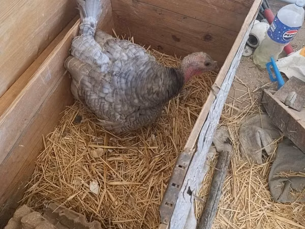 Turkeys — Uzbekistán