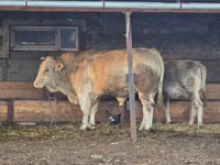 गाय, Simmental cattle — फ़ोटो 2