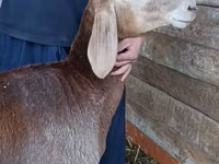 نعجة, Arashan sheep — الصورة 6
