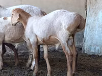 Ziegenbock, Ziegen — Foto 3