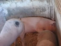 Boar, Pigs — photo 2