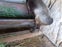 Ziege, LaMancha goats — Foto 1