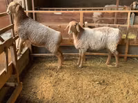 Oveja, Hissar sheep — foto 1