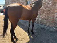 Caballo, Arabian horse — foto 4