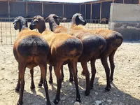 كبش, الأغنام — الصورة 1