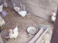 Chickens — Foto 4