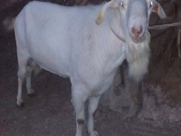 Cabro, Saanen goat
