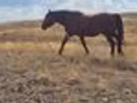 Бие, Kazakh horse — 5-сурет