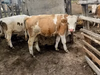 Bull, Cattle — photo 6