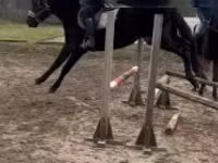 Caballo, Hungarian horse breed — foto 2