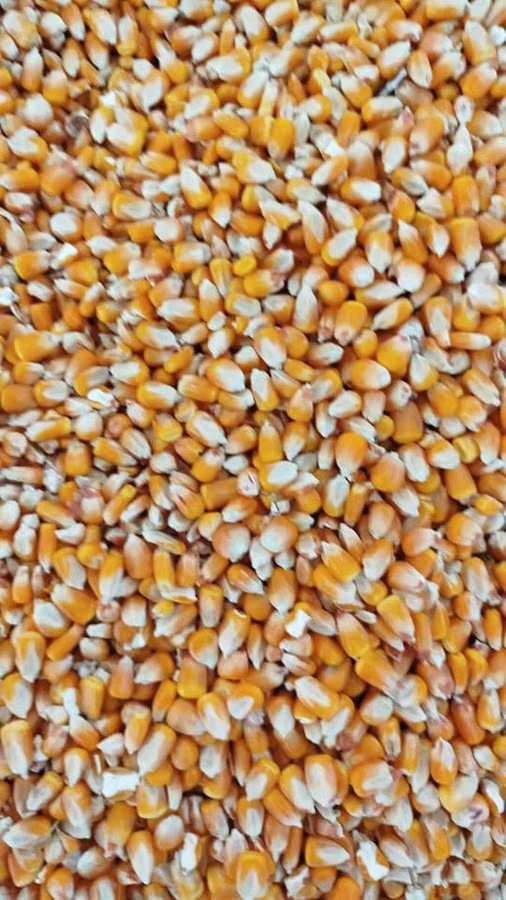 Кукуруза 🌽 курук таза. буудай таза курук адрес кара балта толка