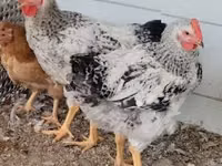 Chickens — الصورة 2