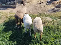 Widder, Arashan sheep — Foto 1