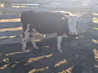 Bulle, Simmental cattle — Foto 4