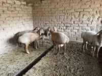 كبش, Rhon sheep — الصورة 7