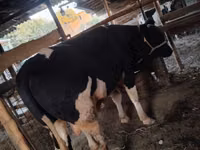 Bulle, Russian Black pied cattle — Foto 1