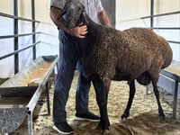 Carnero, Hissar sheep — foto 1