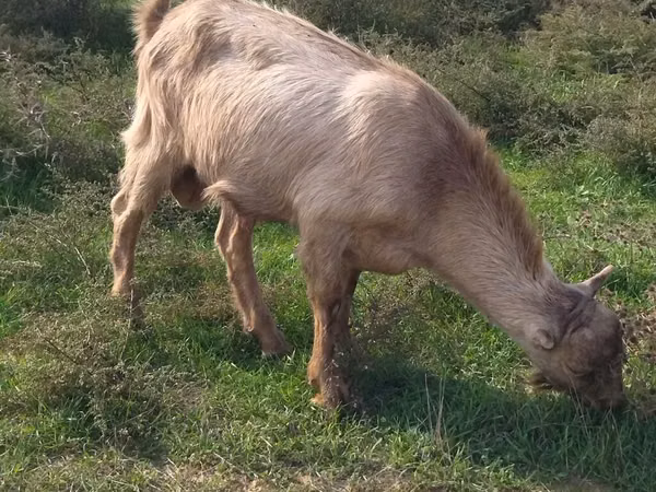 تيس, LaMancha goats