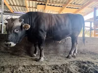 公牛, Cattle — 照片 2