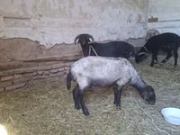 Goats (batch, sex not specified), Goats — photo 6