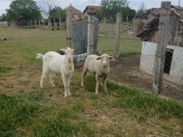 كبش, Merino sheep