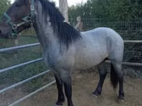 Caballo, Caballos — foto 1