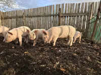 Schweine (Partie, Geschlecht nicht angegeben) — Foto 2