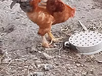 Chickens — Foto 4