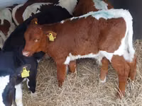 Bull, Simmental cattle — photo 1