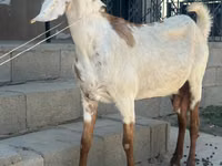 母山羊, Beetal goats — 照片 2