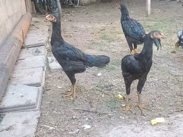 Chickens — Kirgisistan