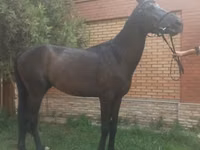 Hengst, Anglo-Arabian — Foto 7