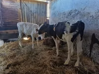 Bulle, Russian Black pied cattle — Foto 4