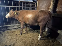गाय, Simmental cattle — फ़ोटो 1