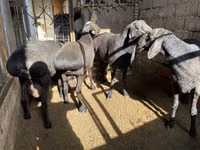 كبش, الأغنام — الصورة 2