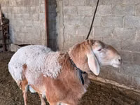 كبش, الأغنام — الصورة 7