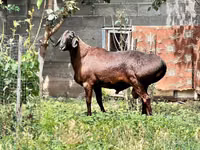 Carnero, Ovejas — foto 1