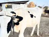 Kuh, Swiss cattle — Foto 1