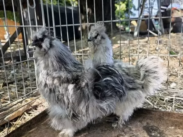 Seidenhuhn