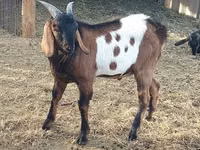 Ziegenbock, Nubian Goat — Foto 4