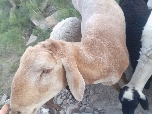 كبش, Arashan sheep — أوزبكستان