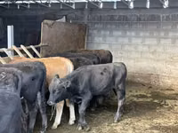 ثور, Simmental cattle — الصورة 5