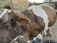 Sigir, Simmental cattle — 4-rasm