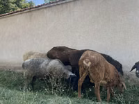 Қошқар, Қойлар — 5-сурет