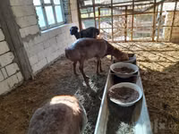 Қошқар, Arashan sheep — 6-сурет
