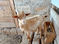 عنزة, Alpine goat — الصورة 3
