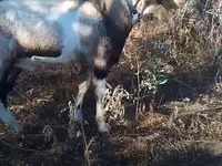 母山羊, Goats — 照片 3