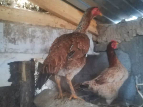 Chickens