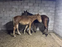 公马, Horses — 照片 3