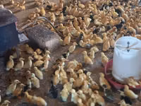 Ducks — Foto 2